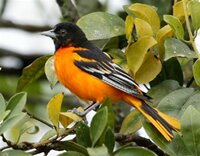 Baltimore Oriole